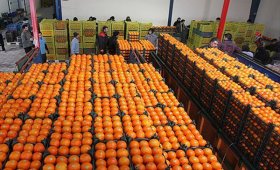 20-thousand-tons-of-apples-and-oranges-have-been-stored-to-stabilize-the-price-in-Nowruz-market