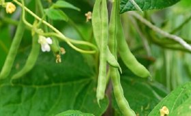 Green-bean-plant