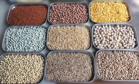 Points-to-follow-when-buying-seeds-