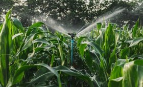 Important-points-in-corn-irrigation