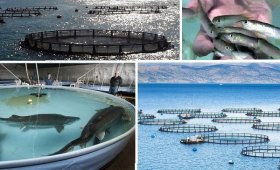 Processing-of-small-fish-caught