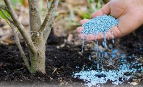 Fertilizers-suitable-for-fruit-trees