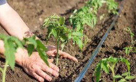 Important-points-in-planting-tomatoes