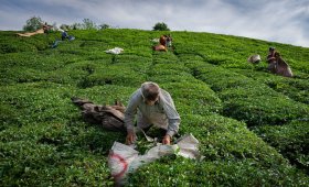 30-increase-in-the-purchase-price-of-green-tea-leaves