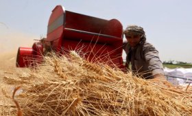 Farmers-are-still-waiting-for-the-announcement-of-the-wheat-delivery-award