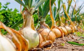 short-day-or-long-day-onion-seed-