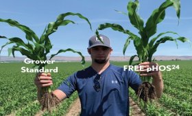 The-importance-of-using-phosphorus-fertilizer-in-corn