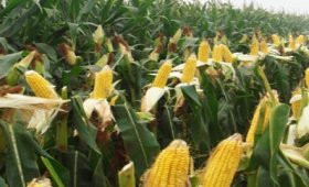 The-effect-of-Potassium-fertilizer-on-corn-seeding