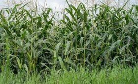 Corn-field-weed-control-methods