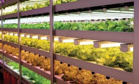 Advantages-of-growing-lettuce-in-vertical-farming