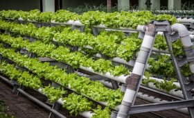 Good-hydroponic-growing-medium
