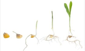 Factors-affecting-corn-seed-germination