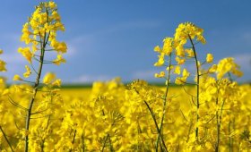 Benefits-of-proper-rapeseed-fertilization