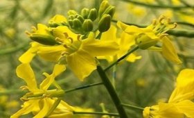 The-effect-of-miracle-phosphorus-liquid-fertilizer-on-rapeseed-plant-growth