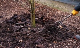 Benefits-of-winter-fertilization-for-trees