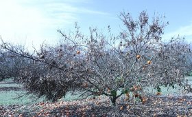 The-best-fertilizer-to-prevent-frostbite-on-trees