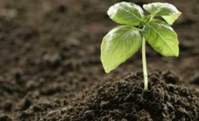 What-is-biological-fertilizer-