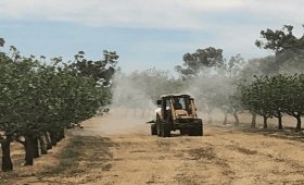 Important-and-effective-tips-for-using-sulfur-for-dusting-pistachio-orchards
