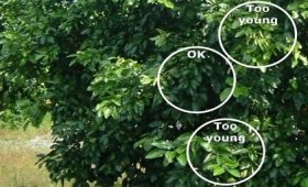 What-is-the-leaf-sampling-method-