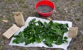 Important-tips-for-taking-leaf-samples-for-leaf-testing