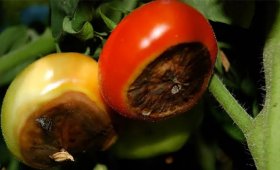 Reasons-for-the-reduction-of-calcium-in-tomatoes-and-solutions-to-fix-it
