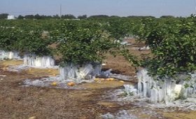 Symptoms-of-frostbite-in-citrus-fruits