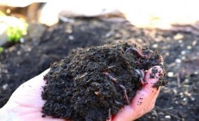 How-to-identify-rotten-manure