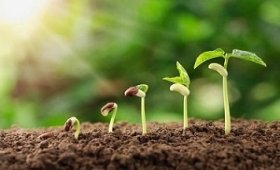 Observance-of-important-points-in-choosing-the-right-seed