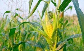 How-to-use-humic-acid-for-corn