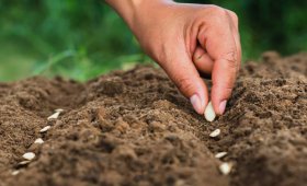 The-amount-of-seeds-suitable-for-growing-different-plants